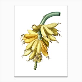 Vintage Banana Botanical Illustration on Pure White n.0423 Canvas Print