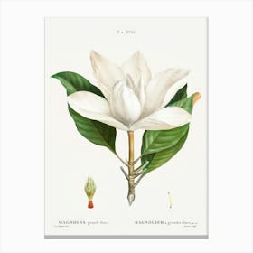 Southern Magnolia, Pierre Joseph Redoute Canvas Print