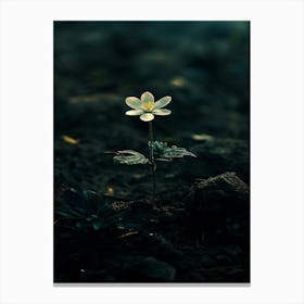 Single Flower In The Dark 46 Canvas Print