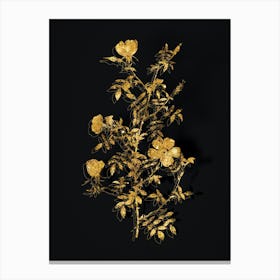 Vintage Hedge Rose Botanical in Gold on Black n.0336 Canvas Print