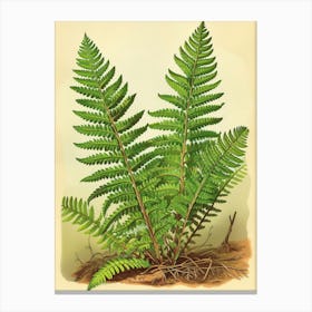 Vintage Illustration Leatherleaf Fern 4 Canvas Print