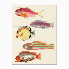 Colourful And Surreal Illustrations Of Fishes Found In Moluccas (Indonesia) And The East Indies By Louis Renard(77) Canvas Print