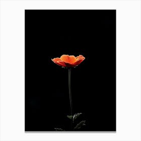 Single Poppy On Black Background Canvas Print