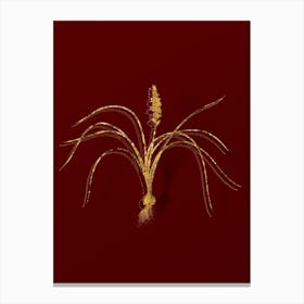 Vintage Lachenalia Angustifolia Botanical in Gold on Red n.0244 Canvas Print