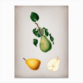 Vintage Winter Citron Botanical on Parchment n.0005 Canvas Print