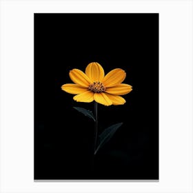 Single Yellow Flower On Black Background 1 Canvas Print