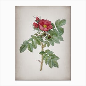 Vintage Kamtschatka Rose Botanical on Parchment n.0158 Canvas Print