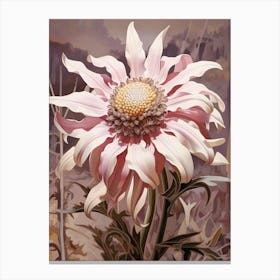 Floral Illustration Edelweiss 1 Canvas Print