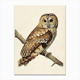 Tawny Owl Vintage Illustration 3 Canvas Print