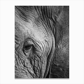 Elephant Study Canvas Print