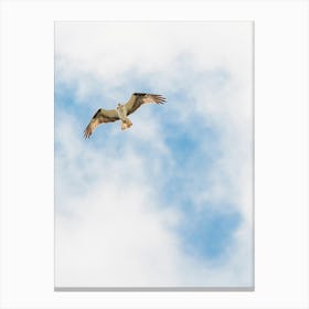 Osprey on the wind Canvas Print