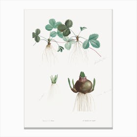 Botanical Roots, Pierre Joseph Redoute Canvas Print
