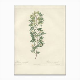 Rose Illustration, Pierre Joseph Redoute (12) 1 Canvas Print