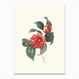 Antique Vintage Flower Illustration - Red Camelia Canvas Print