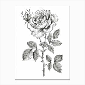 English Rose Black And White Line Drawing 25 Canvas Print