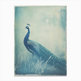 Turquoise Cyanotype Inspired Peacock In The Grass 1 Canvas Print