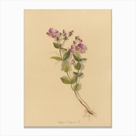 Violets Canvas Print