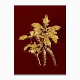Vintage Swamp Titi Leaves Botanical in Gold on Red n.0402 Canvas Print