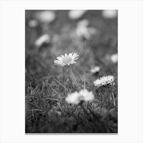 Daisy Flower Black and White Photography Canvas Print