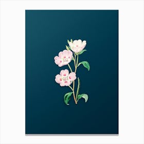 Vintage Pink Oenothera Flower Botanical Art on Teal Blue n.0243 Canvas Print