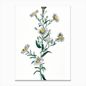 Chamomile 1 Canvas Print