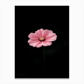 Single Pink Flower On Black Background 4 Canvas Print