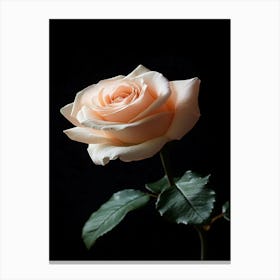 Peach Rose Isolated On Black Background Canvas Print