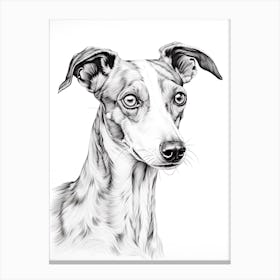 Whippet Dog, Line Drawing 2 Canvas Print