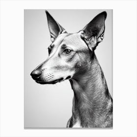 Pharaoh Hound B&W Pencil dog Canvas Print