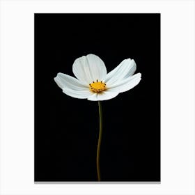 White Cosmos Flower Canvas Print