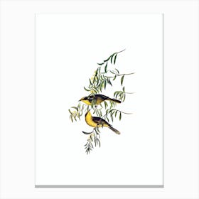 Vintage Yellow Tufted Honeyeater Bird Illustration on Pure White Canvas Print