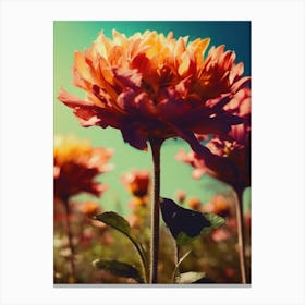 Dahlias Flowers Canvas Print