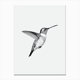 Hummingbird B&W Pencil Drawing 2 Bird Canvas Print