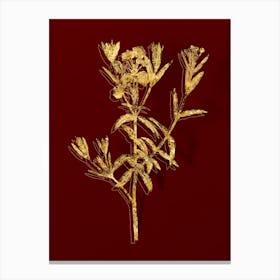 Vintage Bog Laurel Bloom Botanical in Gold on Red n.0169 Canvas Print