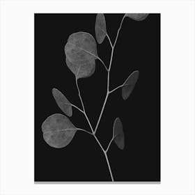 Eucalyptus Canvas Print