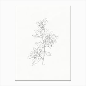 Hawthorn Flower Sketch Canvas Print