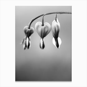 Be Still My Heart Black And White Canvas Print