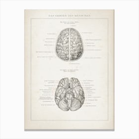 Vintage Brockhaus 3 Anatomie Gehirn Canvas Print