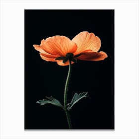 Single Orange Poppy 1 Canvas Print