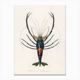 Crimson Crawfish (Palemon Ornatum), Charles Dessalines D'Orbigny Canvas Print
