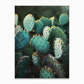 Cactus in the garden Canvas Print