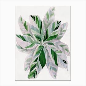 Watercolor painting of green leaves Canvas Print