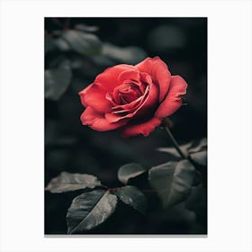 Red Rose 39 Canvas Print