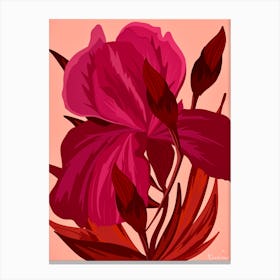 Pink Iris Canvas Print