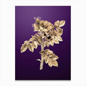 Gold Botanical Kamtschatka Rose on Royal Purple n.3471 Canvas Print