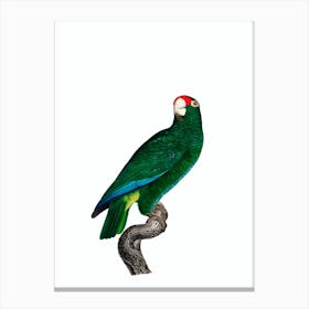 Vintage Cuban Amazon Parrot Bird Illustration on Pure White Canvas Print