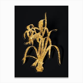 Vintage Sprekelia Botanical in Gold on Black n.0043 Canvas Print