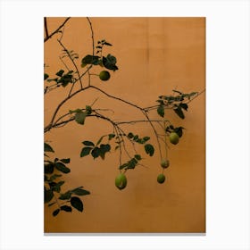 Lime Tree Closeup Canvas Print