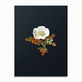 Vintage White Burnet Rose Botanical Watercolor Illustration on Dark Teal Blue n.0672 Canvas Print