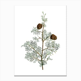 Vintage Mediterranean Cypress Botanical Illustration on Pure White n.0088 Canvas Print